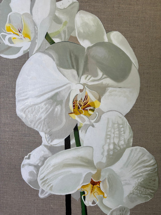 Phalaenopsis amabilis