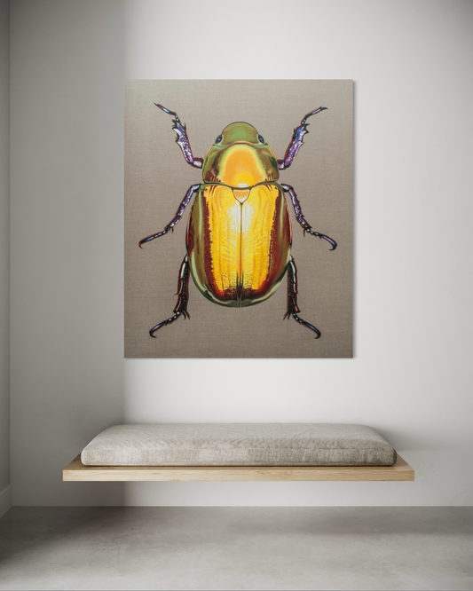 Chrysina resplendens