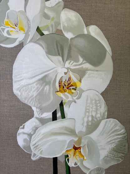 Phalaenopsis amabilis