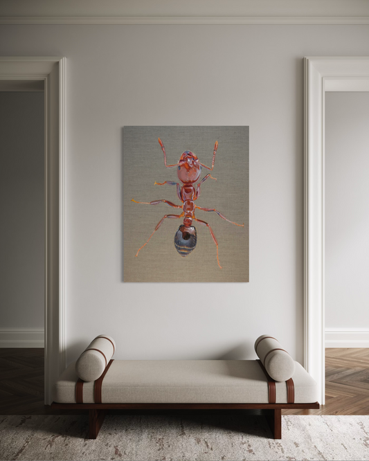 Solenopsis invicta