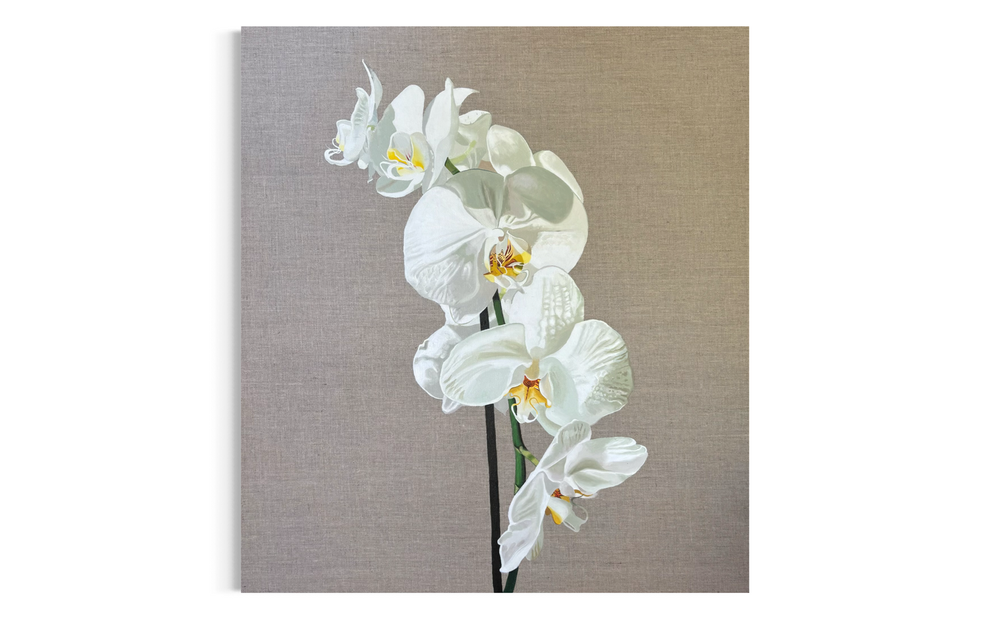 Phalaenopsis amabilis