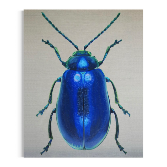 Agelastica alni