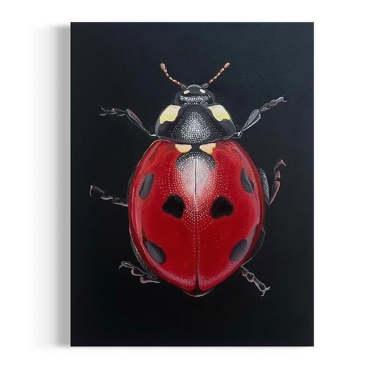 Harmonia axyridis