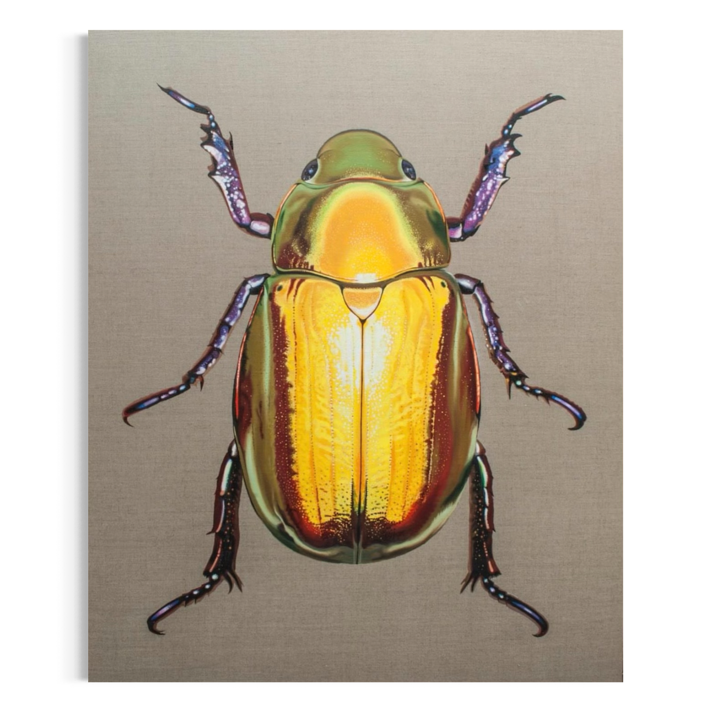 Chrysina resplendens