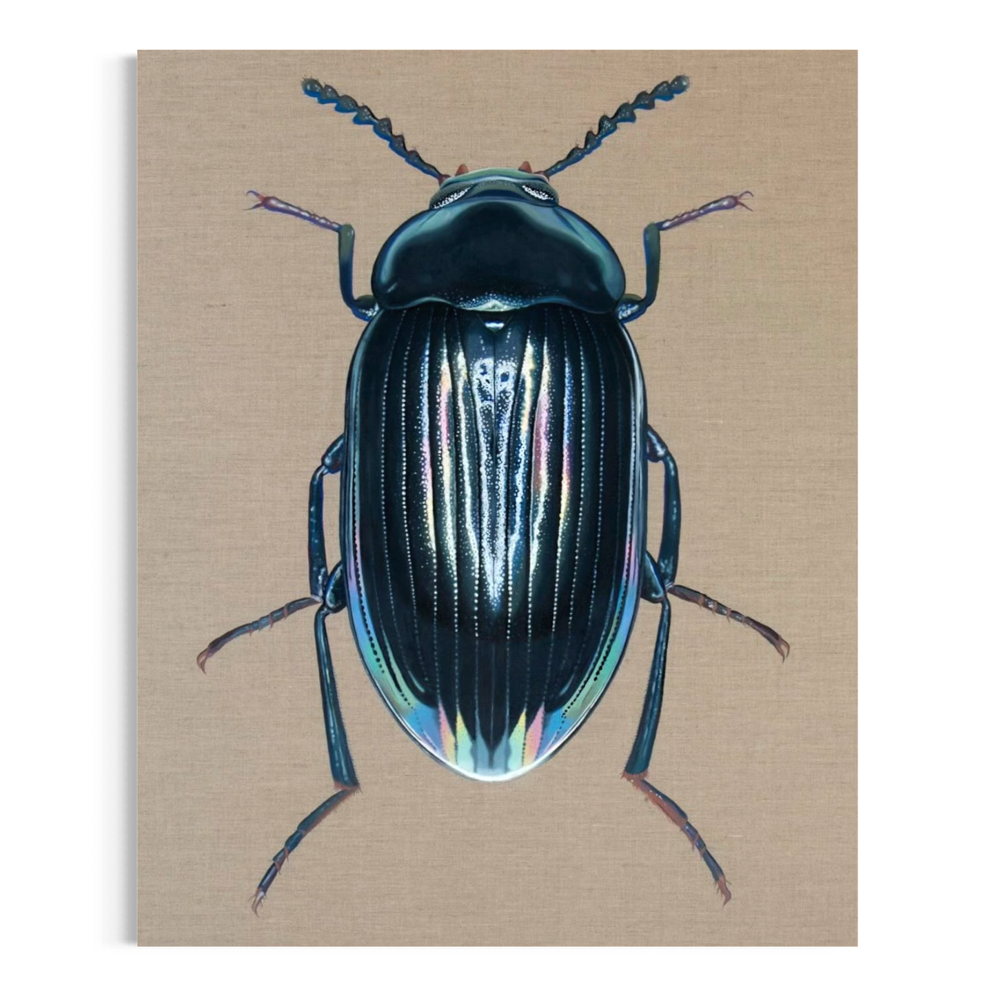 Amarygmus cuprarius iodicollis