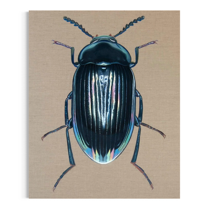 Amarygmus cuprarius iodicollis