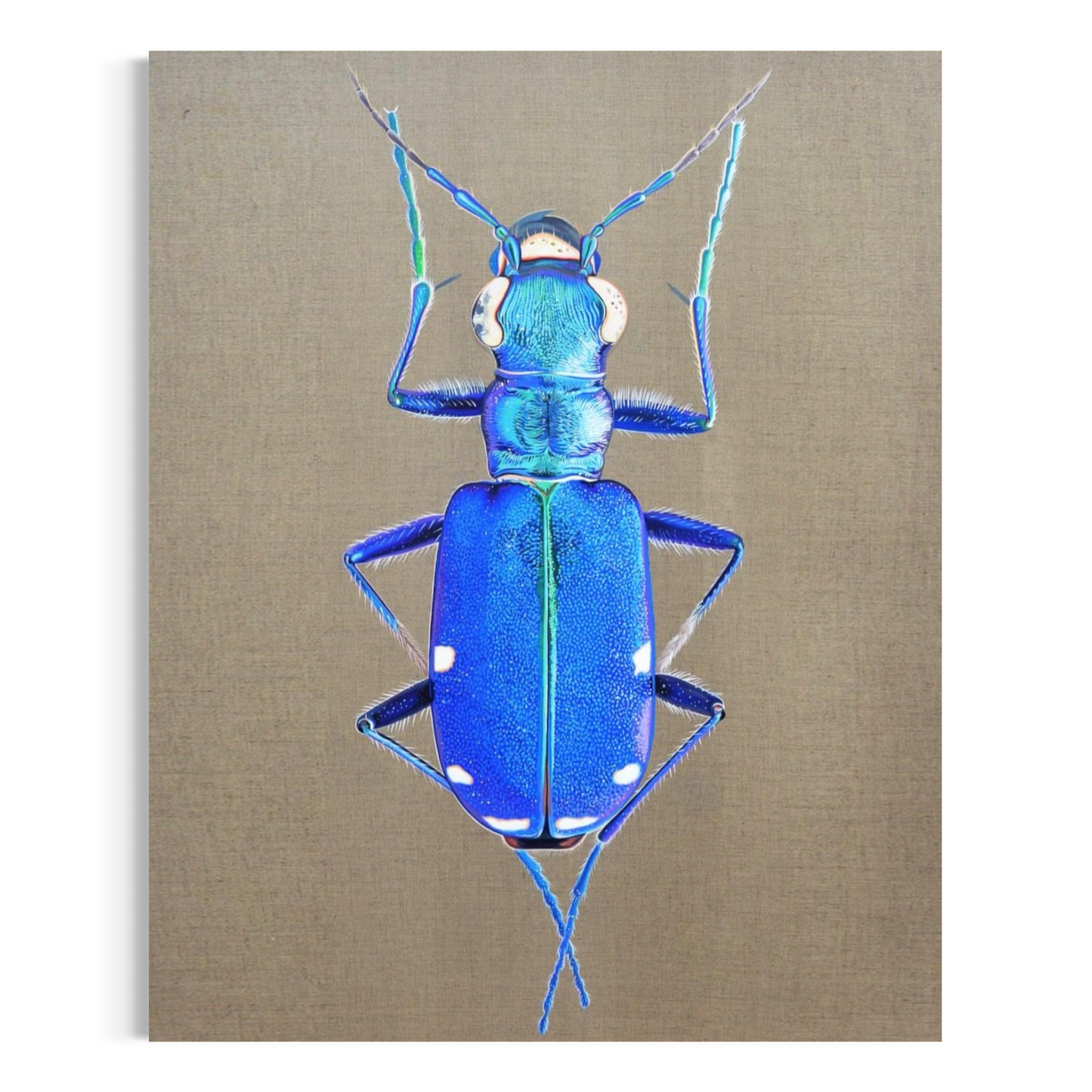 Cicindela sexguttata