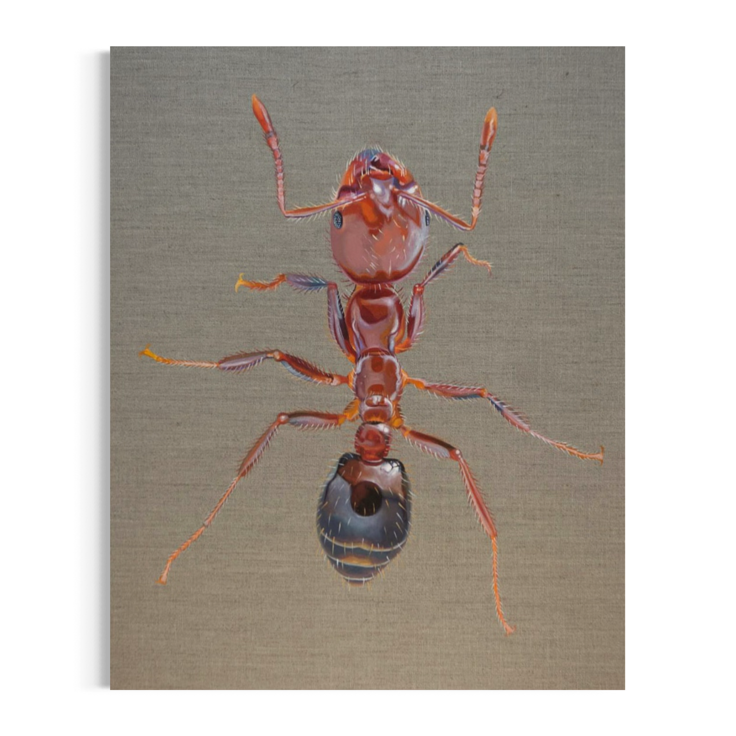 Solenopsis invicta