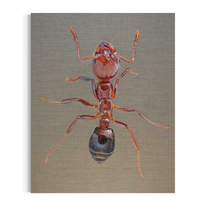 Solenopsis invicta