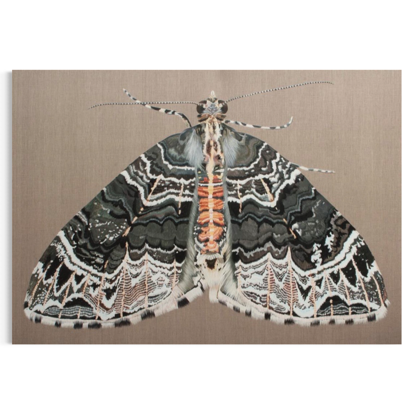 Ecliptopera silaceata