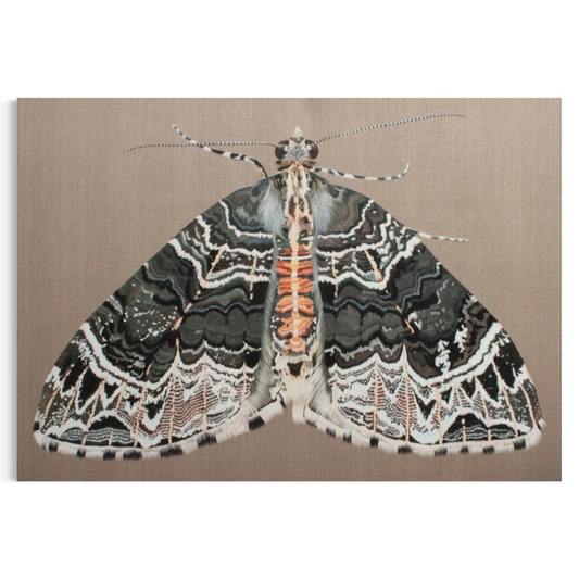 Ecliptopera silaceata