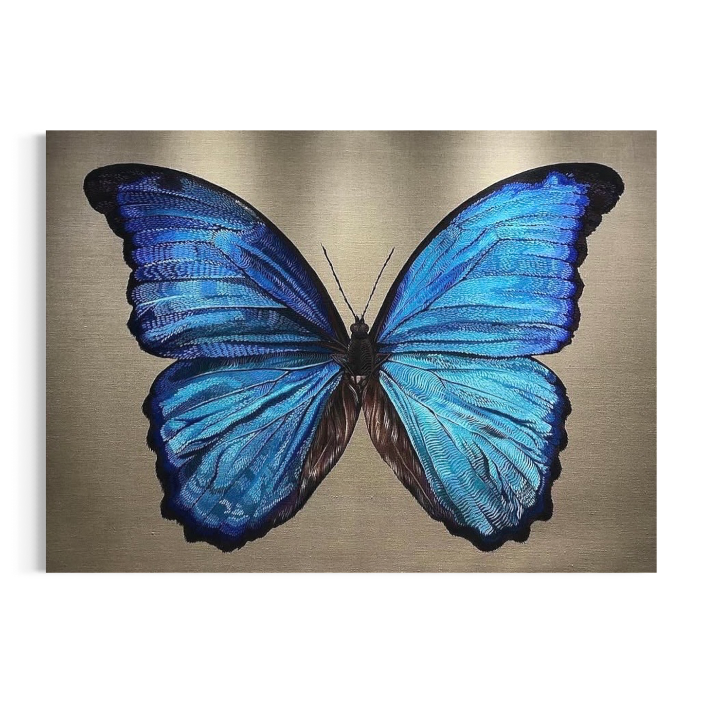 Morpho amathonte