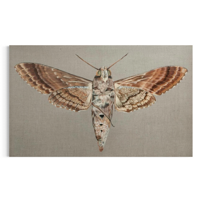 Agrius convolvuli 2