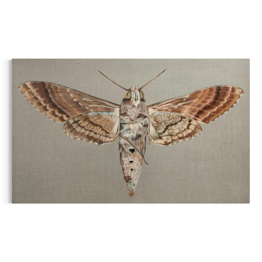 Agrius convolvuli 2