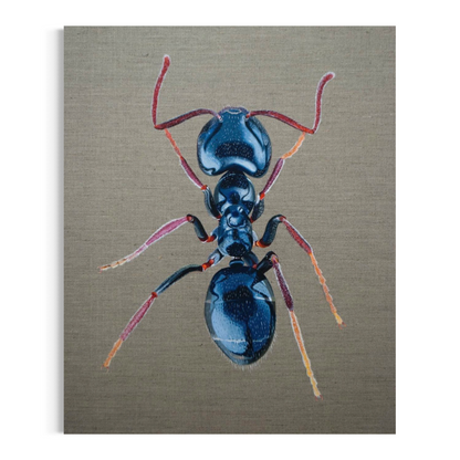 Iridomyrmex coeruleus