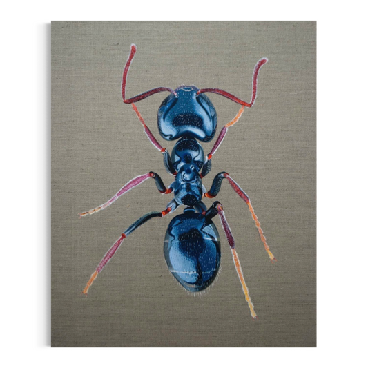 Iridomyrmex coeruleus